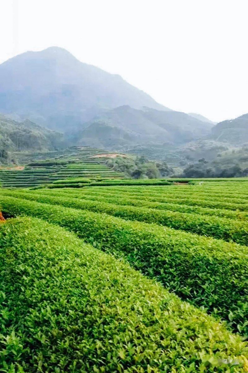福建茶叶:一片叶子带来的千年传承